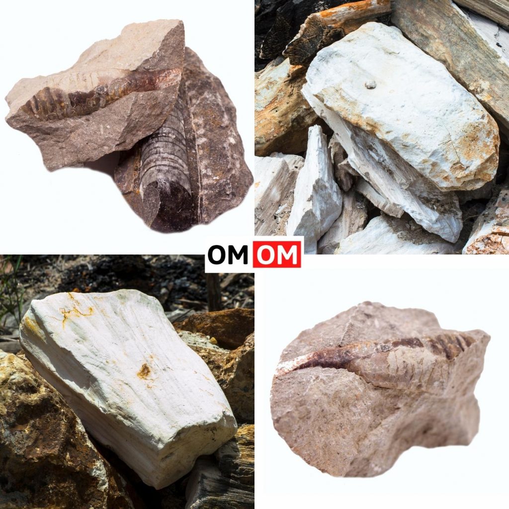 Đá Hóa Thạch (Fossils)